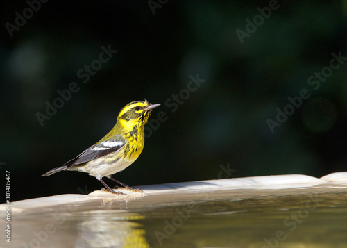 Obraz na plátně One male Townsend's warbler (Setophaga townsendi), a small songbird of the New World warbler family, perched on the side of a bird bath
