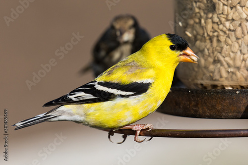 A beautiful male American Goldfinch (Spinus tristis) feeding at a backyard bird feeder. The American Goldfinch is the state bird of Iowa, New Jersey, and Washington.