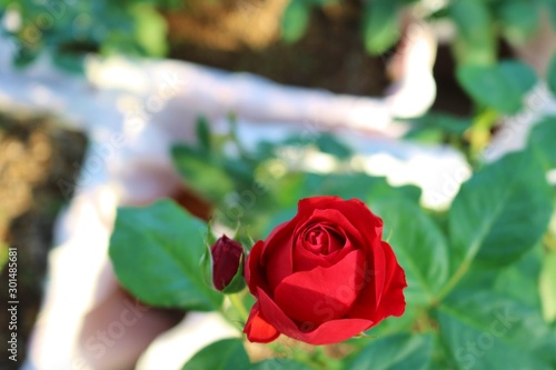 Wallpaper Mural ばら　赤　きれい　 Torontodigital.ca