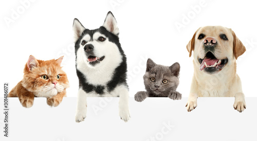 Cute cats and dogs with blank poster on white background © Pixel-Shot