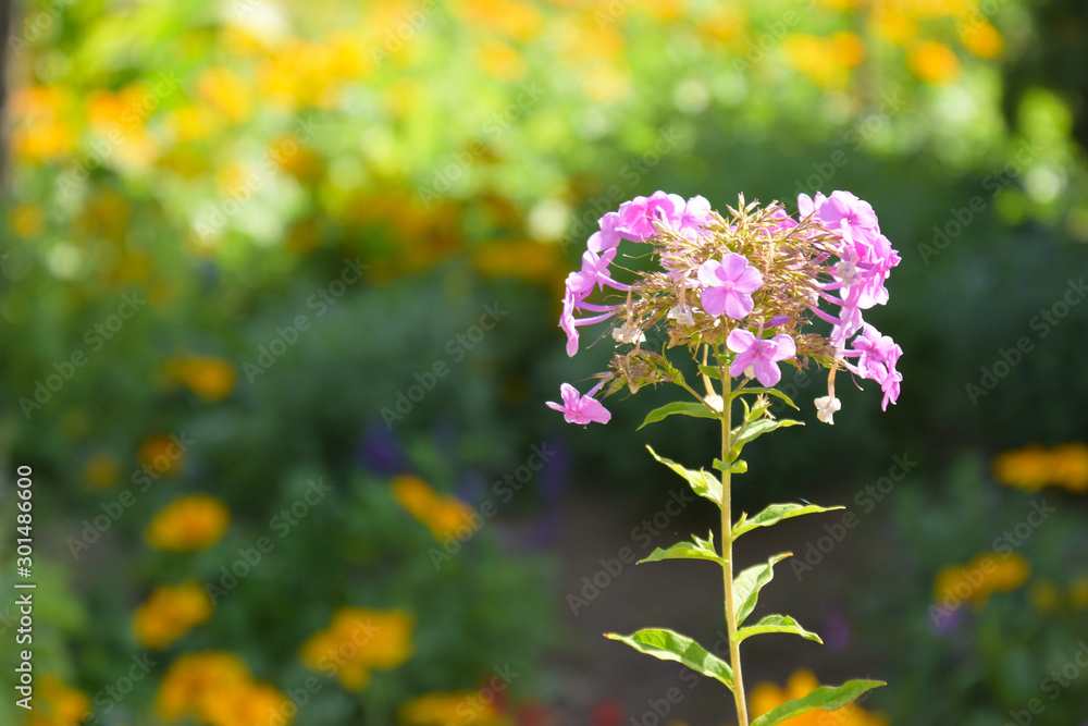 Gardens of the Generalife, part of the Alhambra, Granada, Spain