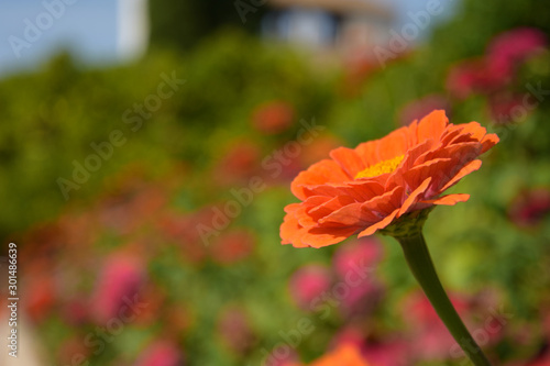 Gardens of the Generalife, part of the Alhambra, Granada, Spain