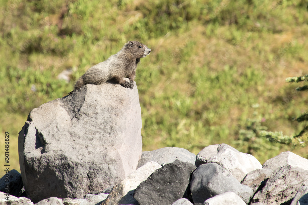 A Hoary Marmot (Marmota caligata) keeps vigil on a rock for predators