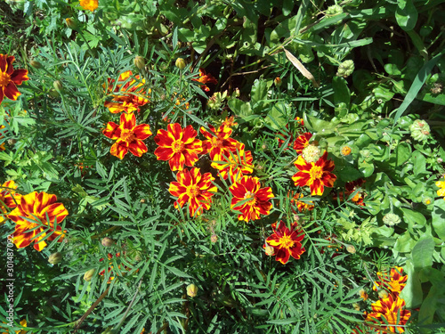 Marigold flowers in the garden1