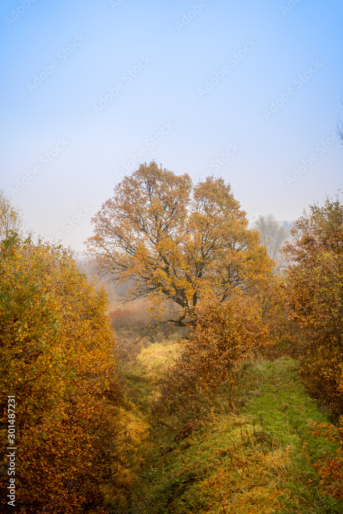 Orange and brown autumn tree leafs foggy morning in the country side