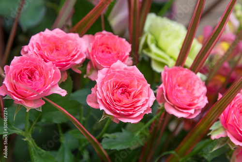 Pink roses