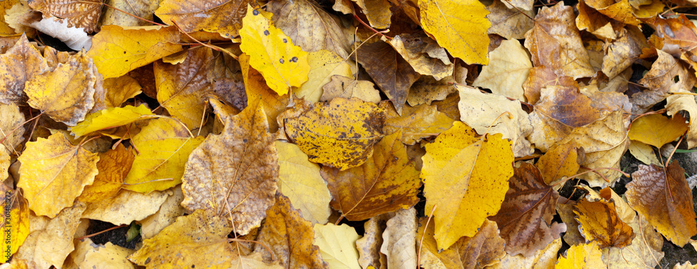 autumn leaves on the ground. panorama view of autumn leaves. autumn leaves on the ground. panorama view of autumn leaves.