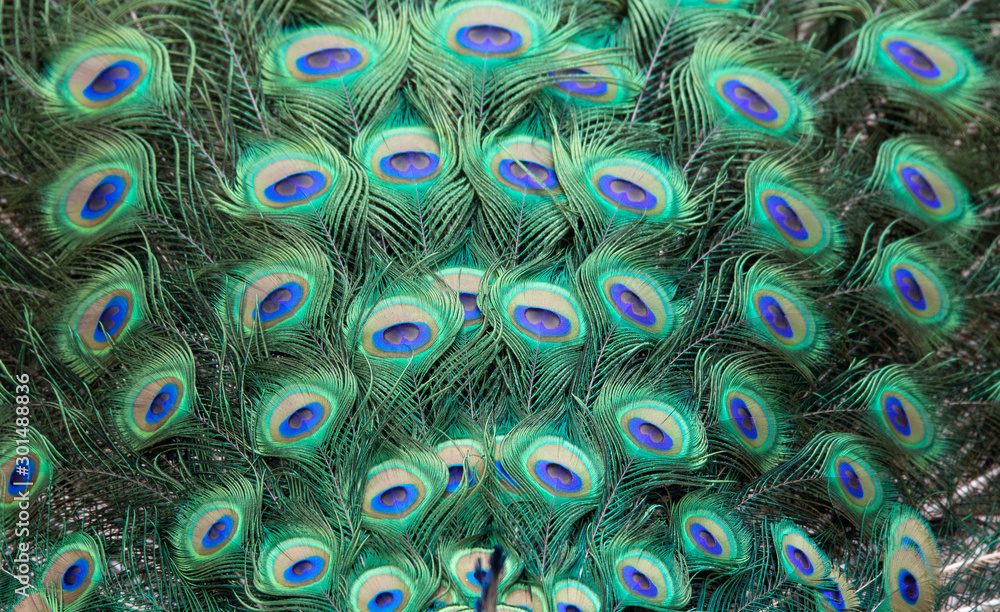 Obraz premium peacock feathers background