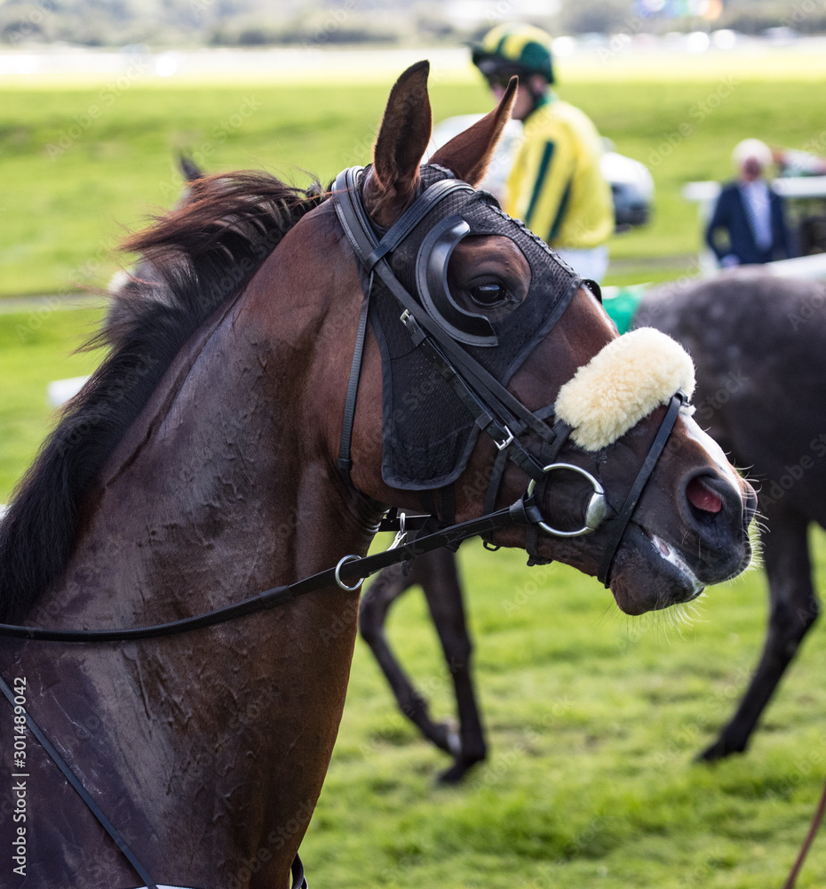 Close up portrait of race horse wearing a face mask with blinkers on the  race track Stock Photo | Adobe Stock