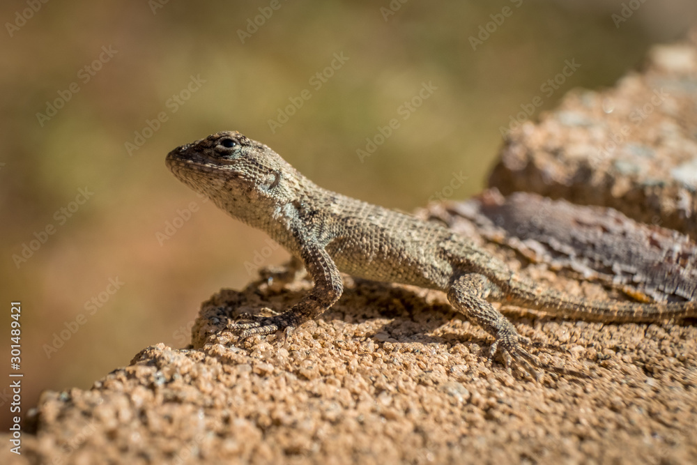 A curious Eastern fence lizard peers up to observe the observer. Piedmont of North Carolina. A curious Eastern fence lizard peers up to observe the observer. Piedmont of North Carolina.