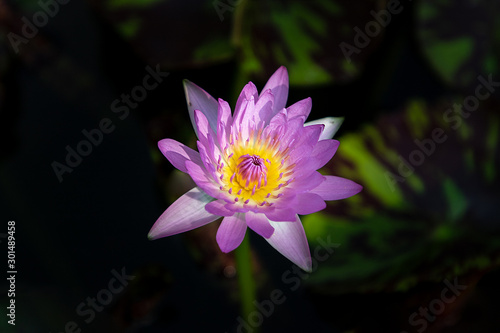 Beautiful purple lotus flower with green leaf in a pond. - blur background