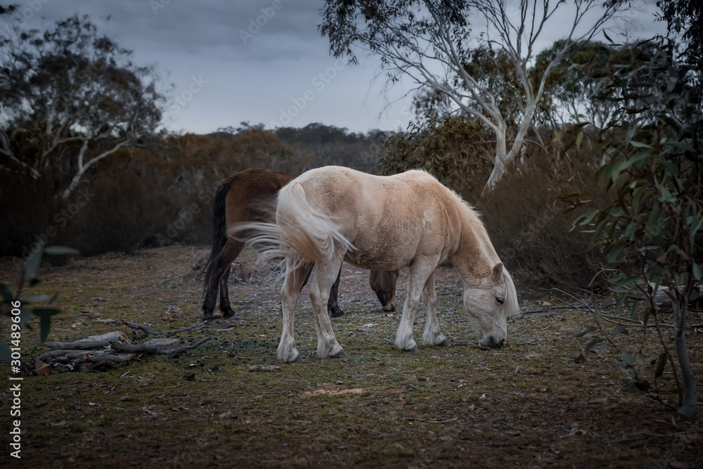 Obraz premium Swatting flies