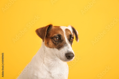 Cute Jack Russell Terrier on color background © Pixel-Shot