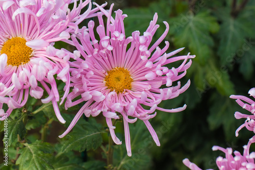 Pink chrysanthemums close up in autumn Sunny day in the garden. Autumn flowers. Flower head