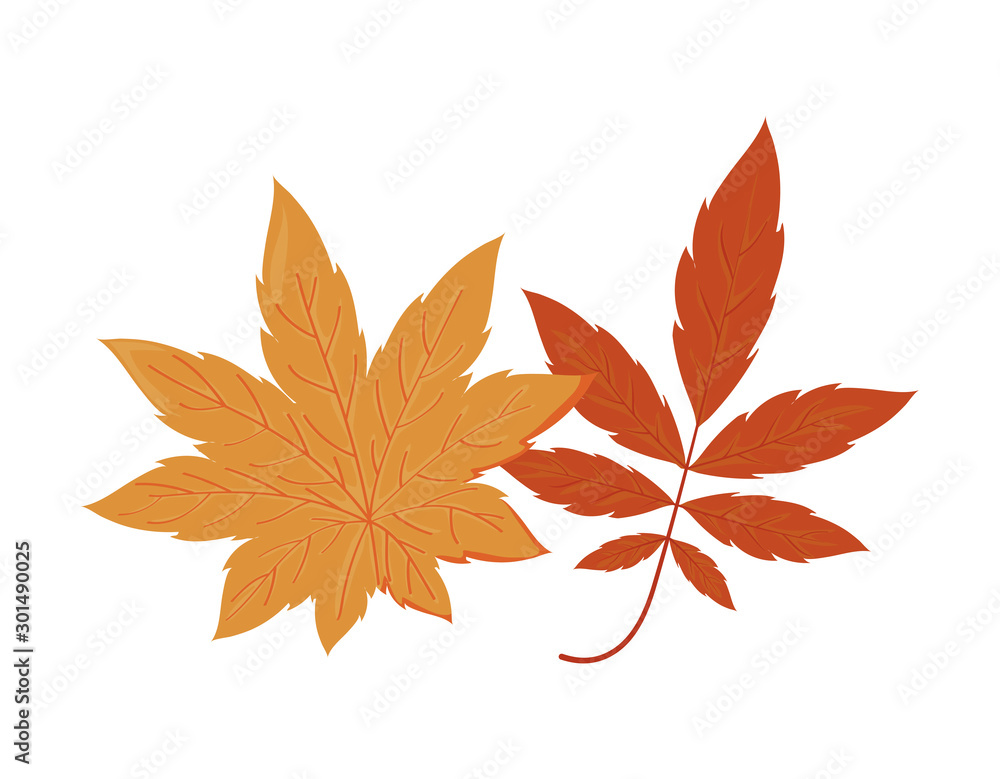 beautiful autumn leaves on white background beautiful autumn leaves on white background