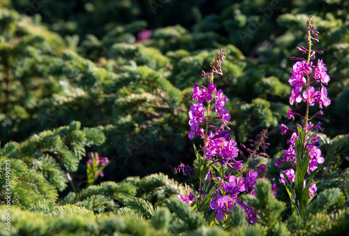 fireweed flowers in the snowy range mountain with backlight