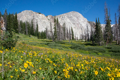 wild flowers in the mountains in Snowy Range Medicine Bow Wyoming