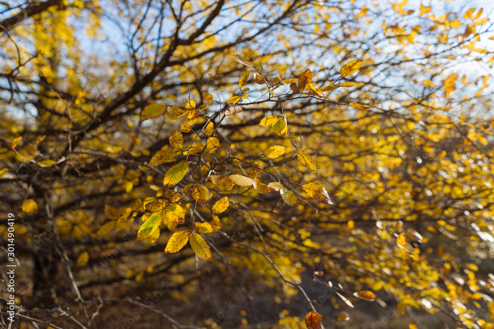 Yellow leaves on tree branches in the sunshine on an autumn day. Yellow leaves on tree branches in the sunshine on an autumn day.