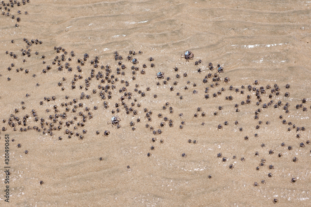 As the tide falls, massive numbers of soldier crabs (Mictyris longicarpus), adult and juvenile emerge from the sand to forage. As the tide falls, massive numbers of soldier crabs (Mictyris longicarpus), adult and juvenile emerge from the sand to forage.