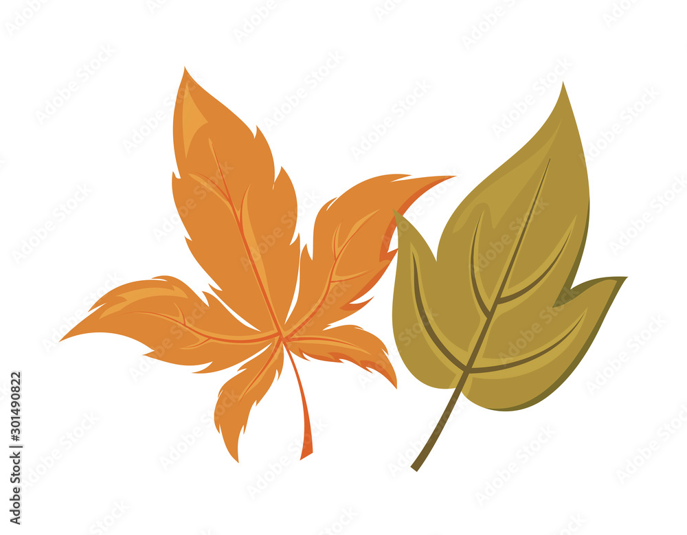 beautiful autumn leaves on white background beautiful autumn leaves on white background