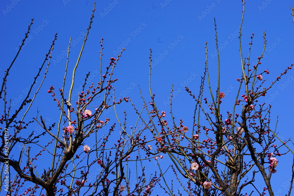 Obraz premium 梅 紅梅 青空 花 つぼみ 枝 昼間 青 ピンク 春