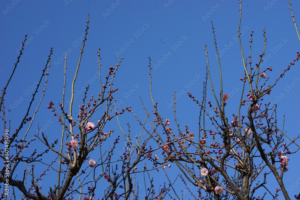 Obraz premium 梅 紅梅 青空 花 つぼみ 枝 昼間 青 ピンク 春