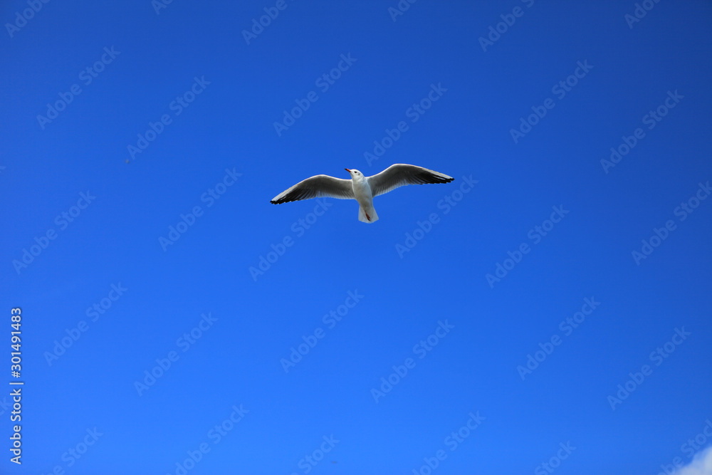 Obraz premium single seagull spreading its wings flying in the sky during the day time.