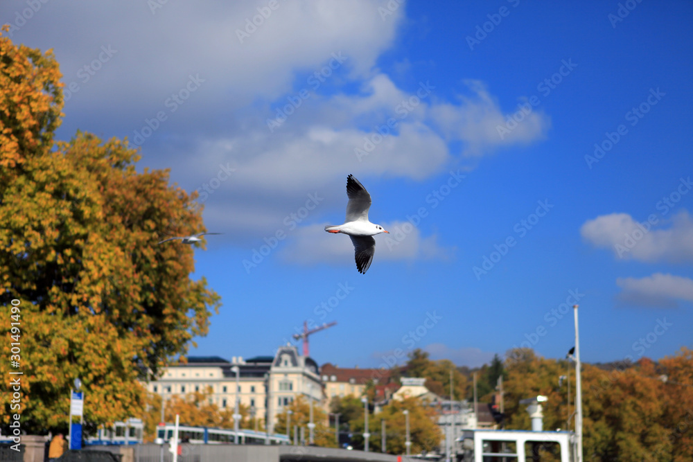 Fototapeta premium single seagull spreading its wings flying in the sky during the day time.