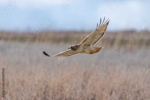 Closeup of a Red-tailed Hawk in flight.