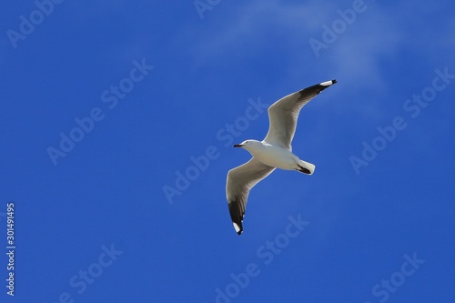 single seagull spreading its wings flying in the sky during the day time.