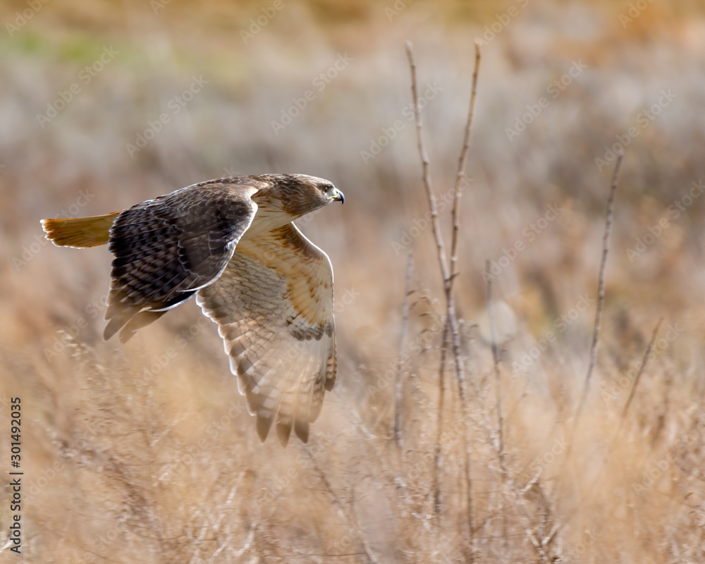 Fototapeta premium A Red-tailed Hawk flying through the grasslands.