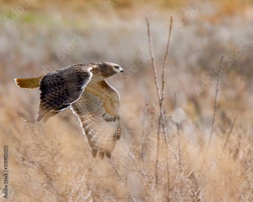 A Red-tailed Hawk flying through the grasslands. photo