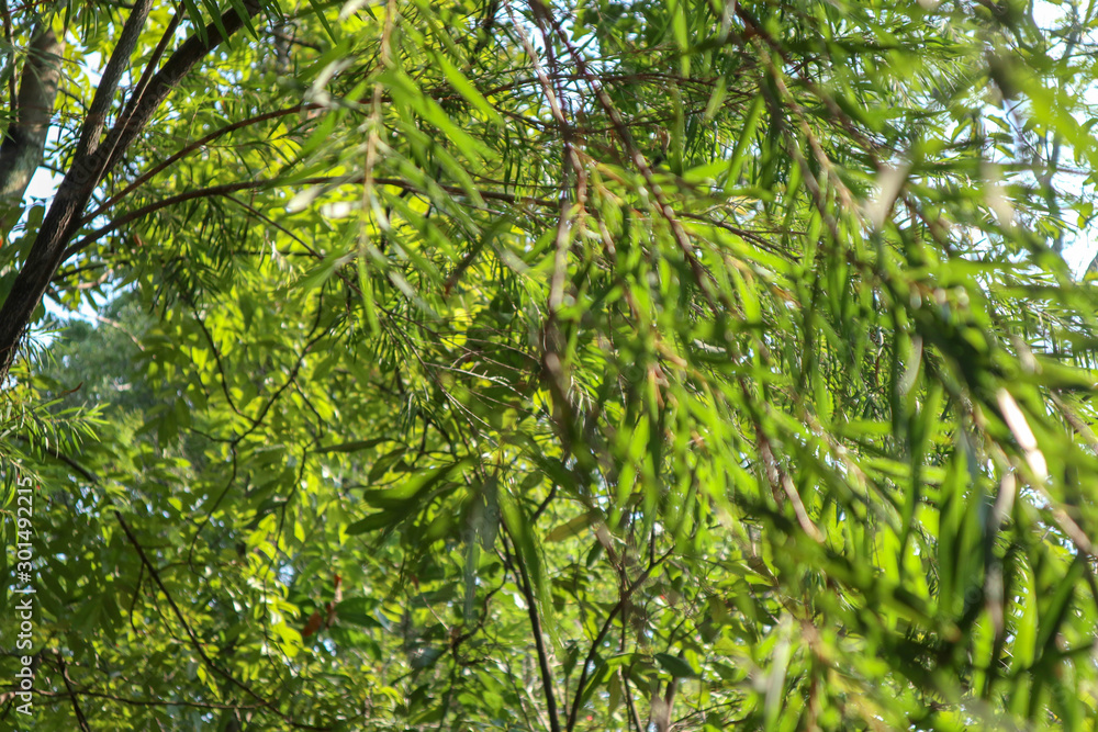 backround selective green twigs or branch tree in the forest and garden backround selective green twigs or branch tree in the forest and garden