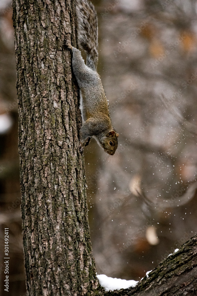 Obraz premium squirrel on a tree