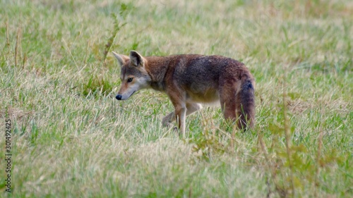 red fox in the grass