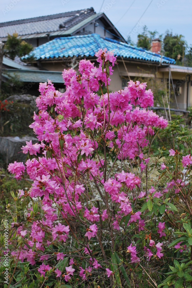 満開のヨシノサクラ、桜の仲間では真っ先に咲くので庭園では存在感を誇るのです。