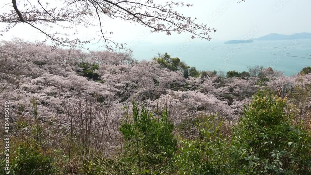 正福寺山公園からの桜風景 牡蠣筏 東広島市 瀬戸内海 4K / Pan shot of Seto inland sea and cherry blossoms at Higashihiroshima city in Hiroshima, Japan 正福寺山公園からの桜風景 牡蠣筏 東広島市 瀬戸内海 4K / Pan shot of Seto inland sea and cherry blossoms at Higashihiroshima city in Hiroshima, Japan