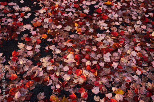 Multi-colored fallen autumn leaves create a rich color backdrop and background as they lay on the ground after heavy rains and wind blew them off trees during an autumn storm