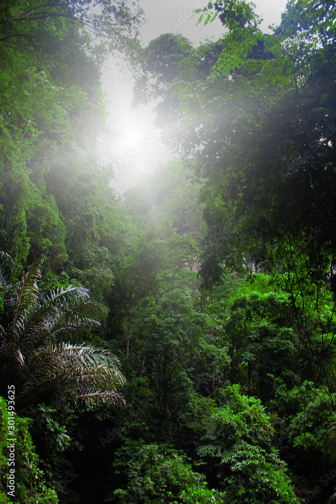 Fototapeta premium forest with ray of light