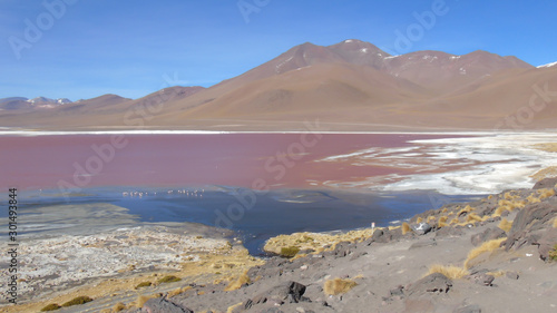 Laguna Colorada is a breeding place for Andean flamingos, migratory birds that count for miles in their mineral-rich waters. In Potosi Bolivia