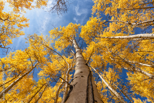 Golden Aspens in the Fall Against a Blue Sky