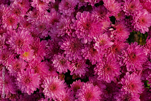 Assorted colored chrysanthemum texture background