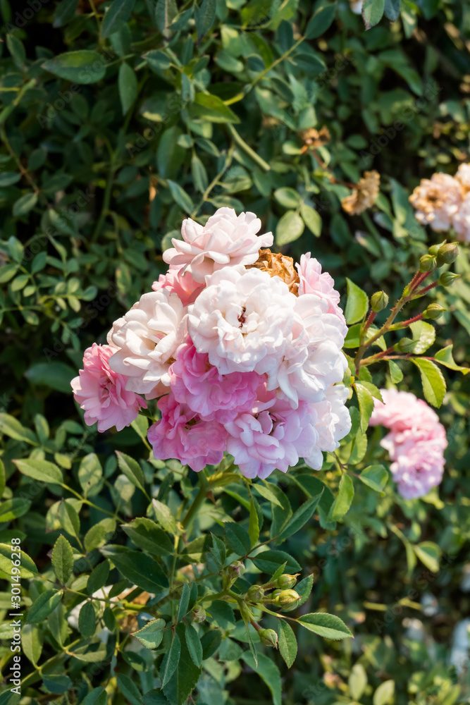 Pink rose in the garden