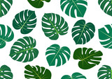 Seamless pattern of leaves Monstera isolated on white background.