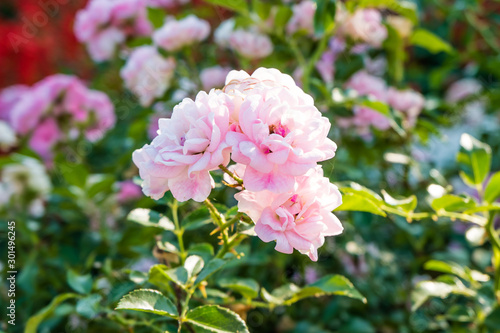 Pink rose in the garden © kwanbenz