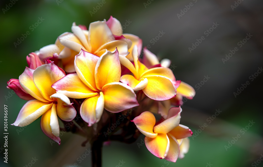 Beautiful Frangipani flowers that bloom in the garden.