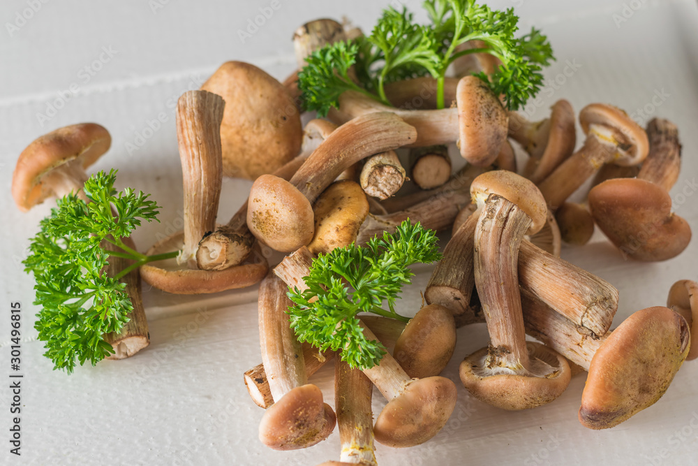Many forest autumn mushrooms with parsley leaves on a wooden table.