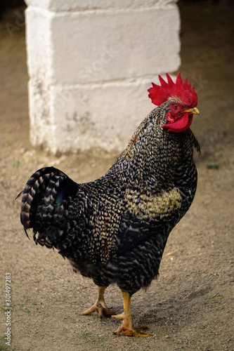 Famous denizli hen rooster crowing and roaming on the field