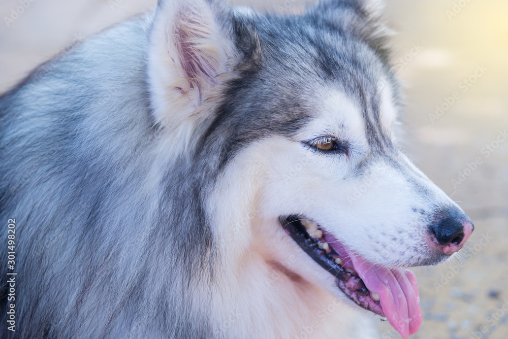 Parts of the face of a Siberian dog.happy muzzle Siberian husky. close up husky dog.The dog's fur is soft and supple.Selection focus.