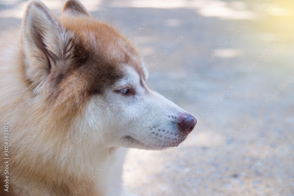 Parts of the face of a Siberian dog.happy muzzle Siberian husky. close up husky dog.The dog's fur is soft and supple.Selection focus. Parts of the face of a Siberian dog.happy muzzle Siberian husky. close up husky dog.The dog's fur is soft and supple.Selection focus.